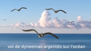 Vol de dyneemas argentes